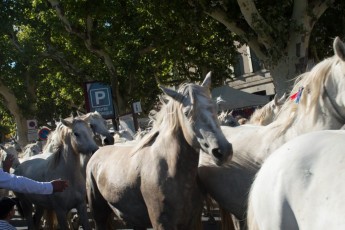 BEAUCAIRE Defile 100 chevaux 14 juillet 2017 (17)