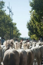 BEAUCAIRE Defile 100 chevaux 14 juillet 2017 (8)