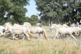 défilé des 100 chevaux beaucaire (15)