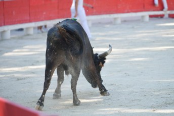 1-Palme_d'argent_2019 (13)