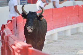 1-Palme_d'argent_2019 (14)