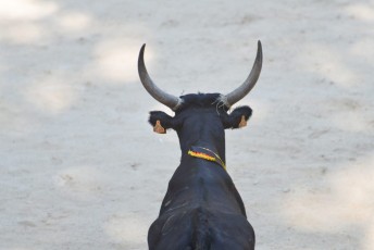 1-Palme_d'argent_2019 (35)