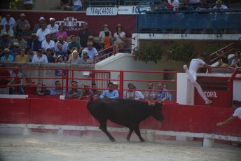 2eme journee Palme dOr 2019 Beaucaire 21-07-2019 (111)