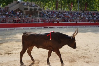 2eme journee Palme dOr 2019 Beaucaire 21-07-2019 (77)