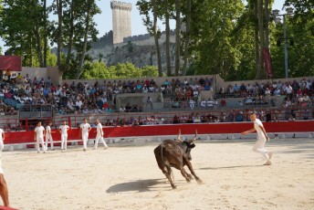 2eme journee Palme dOr 2019 Beaucaire 21-07-2019 (82)