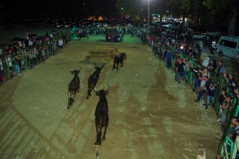 Beaucaire encierro de nuit di 27-07-2019 (40)