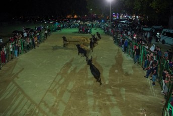 Beaucaire encierro de nuit di 27-07-2019 (41)