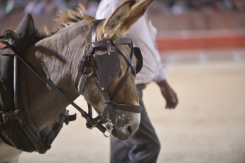 Defile de la Madeleine Beaucaire 21-07-2019 (489)