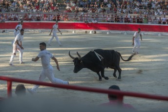 finale de la palme d or - beaucaire- julien sanchez (1)