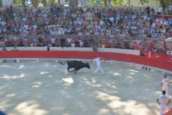 finale de la palme d or - beaucaire- julien sanchez (16)