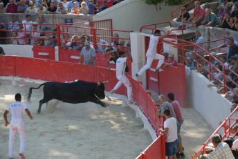 finale de la palme d or - beaucaire- julien sanchez (18)
