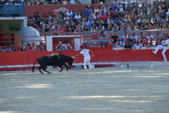 finale de la palme d or - beaucaire- julien sanchez (20)
