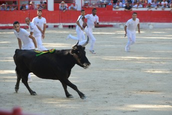 finale de la palme d or - beaucaire- julien sanchez (23)