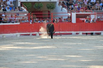finale de la palme d or - beaucaire- julien sanchez (24)