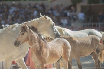 finale de la palme d or - beaucaire- julien sanchez (42)