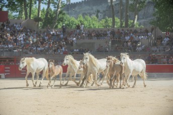 finale de la palme d or - beaucaire- julien sanchez (43)