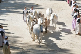 finale de la palme d or - beaucaire- julien sanchez (6)