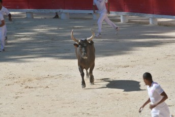 finale de la palme d or - beaucaire- julien sanchez (8)