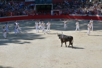 finale de la palme d or - beaucaire- julien sanchez (9)
