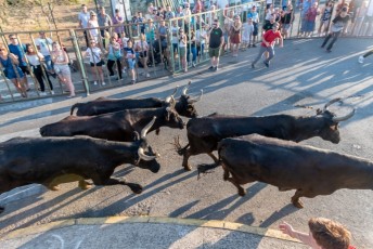 Beaucaire - Fete Garrigues Planes 2019 (138)