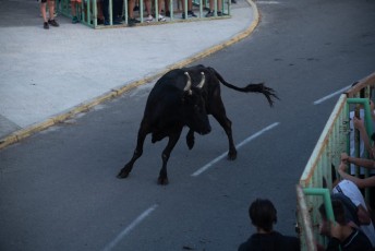 Beaucaire - Fete Garrigues Planes 2019 (148)