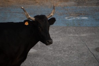 Beaucaire - Fete Garrigues Planes 2019 (149)