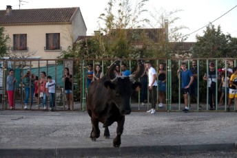 Beaucaire - Fete Garrigues Planes 2019 (153)