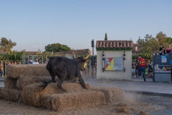 Beaucaire - Fete Garrigues Planes 2019 (214)
