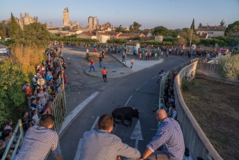 Beaucaire - Fete Garrigues Planes 2019 (216)