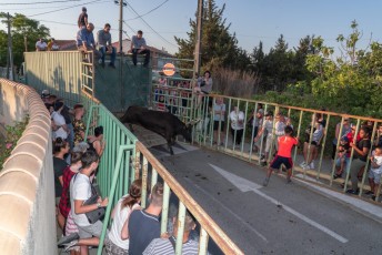 Beaucaire - Fete Garrigues Planes 2019 (231)