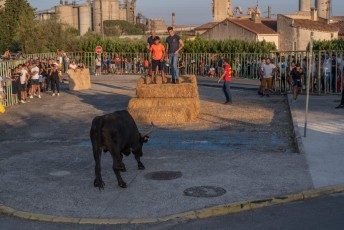 Beaucaire - Fete Garrigues Planes 2019 (234)