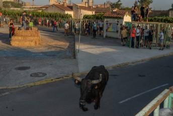 Beaucaire - Fete Garrigues Planes 2019 (240)