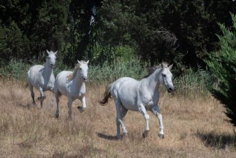 Beaucaire - Fete Garrigues Planes 2019 (58)