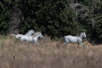 Beaucaire - Fete Garrigues Planes 2019 (59)