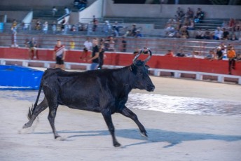 Toro piscine Beaucaire 10-08-2019 (42)