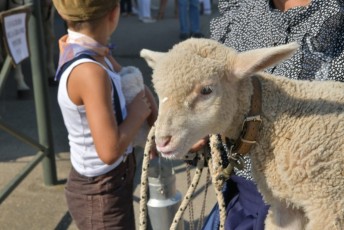 Foire aux chevaux Fourques Beaucaire 01-09-2019 (11)