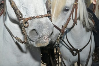 Foire aux chevaux Fourques Beaucaire 01-09-2019 (13)