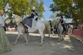 Foire aux chevaux Fourques Beaucaire 01-09-2019 (28)