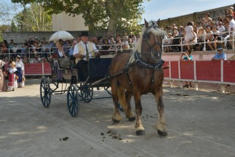 Foire aux chevaux Fourques Beaucaire 01-09-2019 (29)