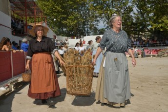 Foire aux chevaux Fourques Beaucaire 01-09-2019 (39)