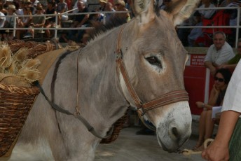 Foire aux chevaux Fourques Beaucaire 01-09-2019 (44)
