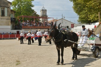 Foire aux chevaux Fourques Beaucaire 01-09-2019 (49)