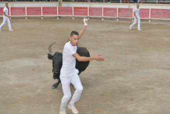 Foire aux chevaux Fourques Beaucaire 01-09-2019 (54)