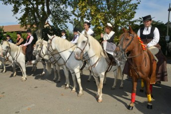 Foire aux chevaux Fourques Beaucaire 01-09-2019 (6)