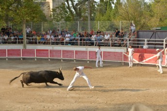 Foire aux chevaux Fourques Beaucaire 01-09-2019 (60)