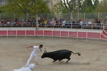 Foire aux chevaux Fourques Beaucaire 01-09-2019 (61)