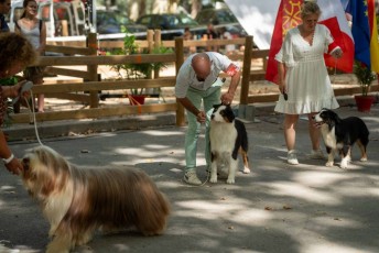 concours canin -33