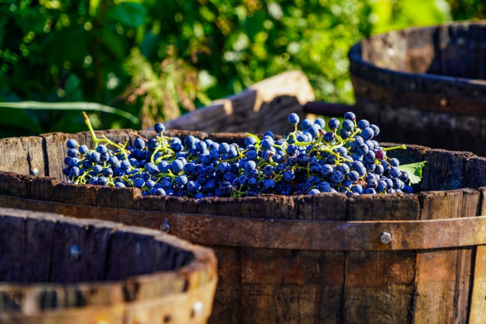 Vendanges à l’ancienne de la cave coopérative : une 5ème édition sous le signe de la convivialité !