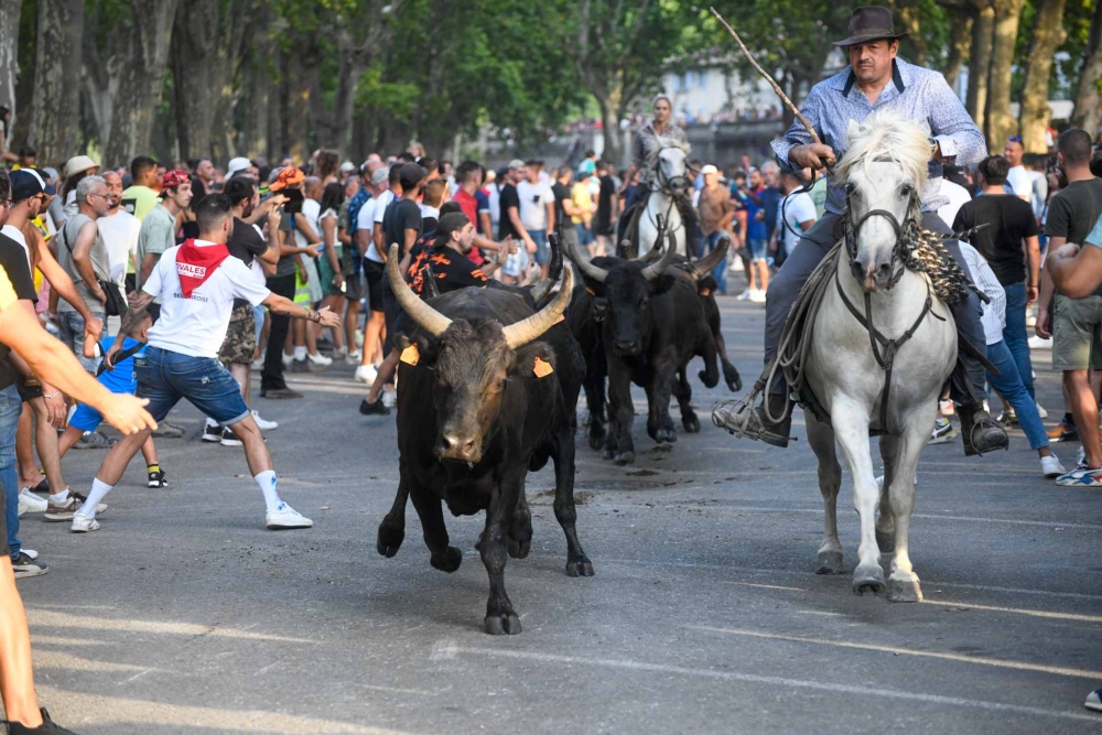 Les 100 taureaux de la manade Aubanel de retour à Beaucaire !