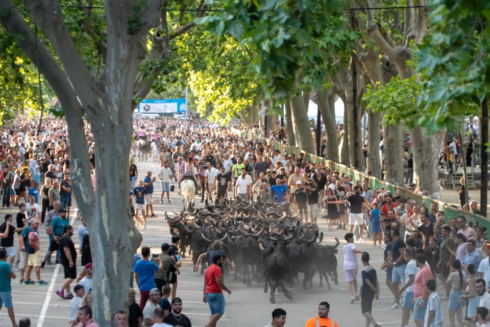 Énormément de monde pour les 100 taureaux à Beaucaire !